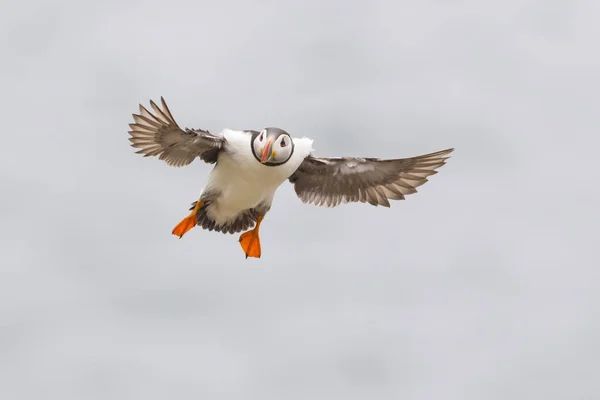 Puffin Atlántico Fratercula Arctica Adulto Volando Contra Cielo Gran Saltee — Foto de Stock