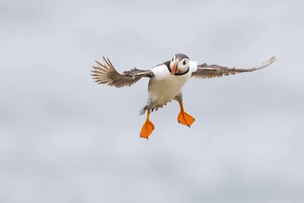 Atlantic Puffin Fratercula Arctica Adulto Voando Contra Céu Great Saltee — Fotografia de Stock