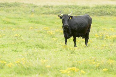 Kerry sığırları yeşil bir çayırda otluyor, Bomore uçurumları, Kerry ilçesi, İrlanda.