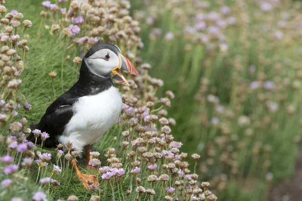 Atlantic Puffin Fratercula Arctica Ενήλικος Που Στέκεται Στο Γκρεμό Ανάμεσα — Φωτογραφία Αρχείου