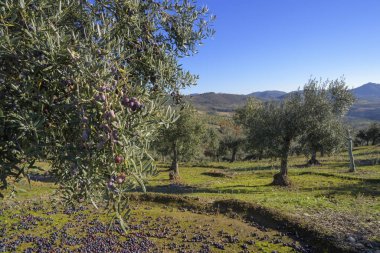 Hasat mevsiminde yetişen zeytinli zeytin dalı, Extremadura, İspanya