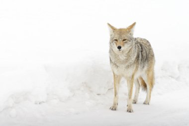 Karda Coyote (Canis latrans), Yellowstone Ulusal Parkı, Montana, Wyoming, Usa.