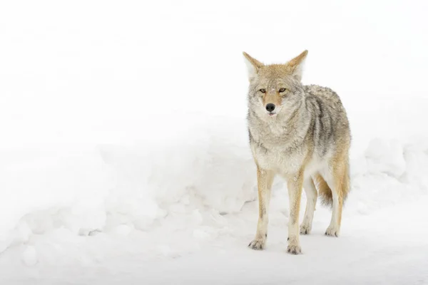 Coyote Canis Latrans Snow Yellowstone National Park Montana Wyoming Usa — Stock Photo, Image