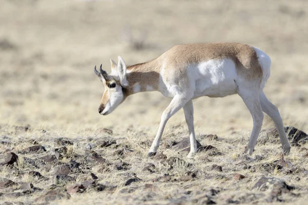 Pronghorn Antilocapra Americana Mannetje Wandelend Prairie Old Yellowstone Road Montana — Stockfoto