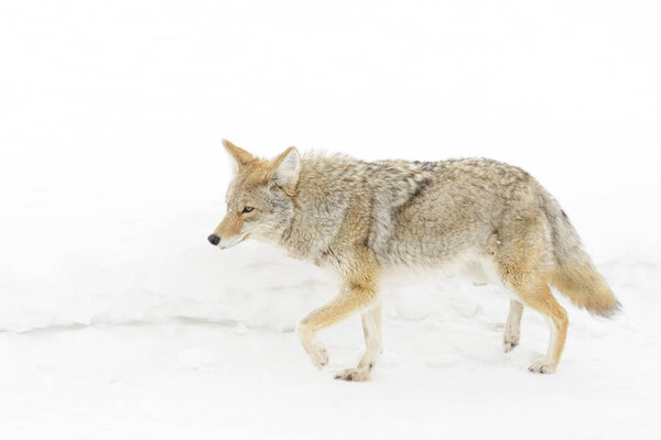 Coyote (Canis latrans) in the snow, Yellowstone National Park, Montana, Wyoming, USA.