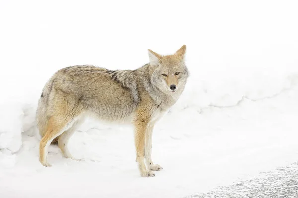 Kojot Canis Latrans Sněhu Yellowstone National Park Montana Wyoming Usa — Stock fotografie
