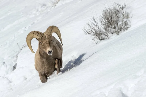 Самец Крупного Рогатого Скота Ovis Canfensis Баран Гуляющий Снегу Национальный — стоковое фото