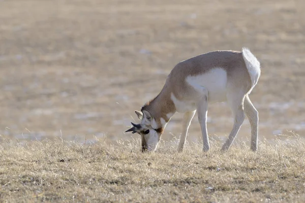 Pronghorn Antilocapra Americana Mannetje Voedend Prairie Old Yellowstone Road Montana — Stockfoto