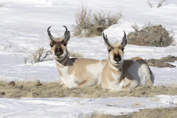 Twee Pronghorn Antilocapra Americana Mannelijk Liggend Prairie Old Yellowstone Road — Stockfoto