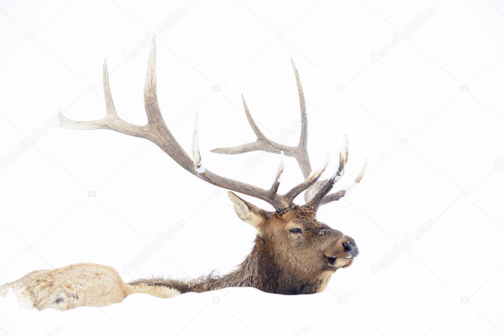 Elk (Cervus elaphus), bull lying down in winter snow, Yellowstone National Park, Montana, Wyoming, USA.
