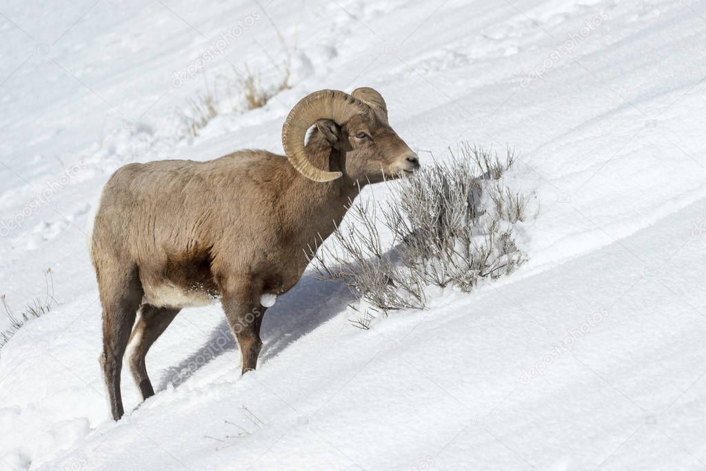 Bighorn Sheep (Ovis canadensis) male, ram, foraging in snow, Yellowstone national park, Wyoming Montana, USA