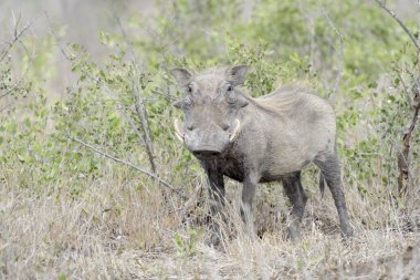 Yaban domuzu (Phacochoerus aethiopicus) çalılıklarda duruyor, Kruger Ulusal Parkı, Güney Afrika