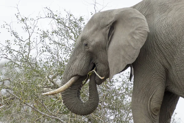 Afrikansk Elefant Loxodonta Africana Äter Från Akacia Kruger Nationalpark Sydafrika — Stockfoto