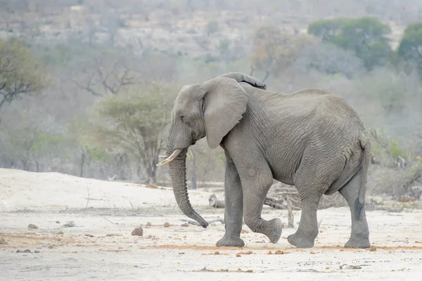 Afrikansk Elefant Loxodonta Africana Promenader Kruger Nationalpark Sydafrika — Stockfoto