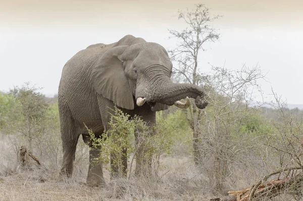 Afrikanischer Elefant Loxodonta Africana Frisst Akazien Kruger Nationalpark Südafrika — Stockfoto