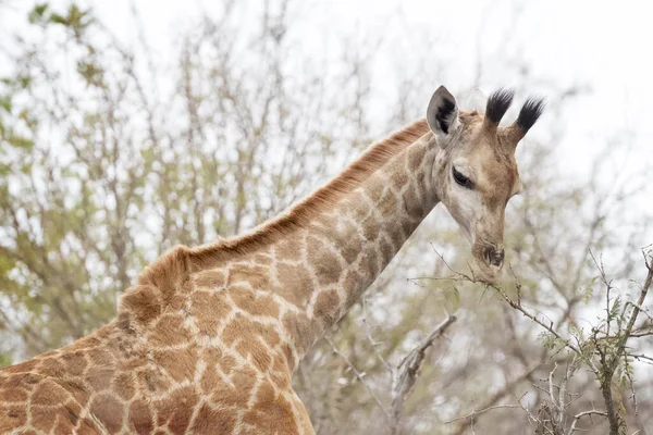 Fiatal Zsiráf Giraffa Camelopardalis Táplálkozás Kruger Nemzeti Park Dél Afrika — Stock Fotó