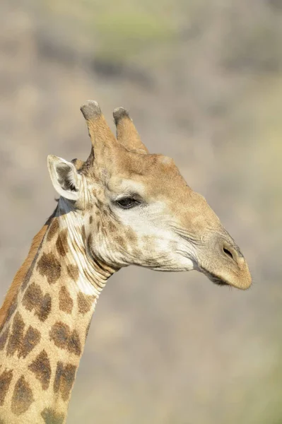 キリン Giraffa Camelopardalis 肖像画 クローズアップ クルーガー国立公園 南アフリカ — ストック写真