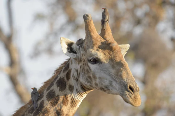 南非克鲁格国家公园长颈鹿 Giraffa Camelopardalis 头戴红嘴牛 Buphagus Erythrorhynchus — 图库照片