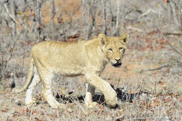 Filhote Leão Panthera Leo Kruger National Park Mpumalanga África Sul — Fotografia de Stock