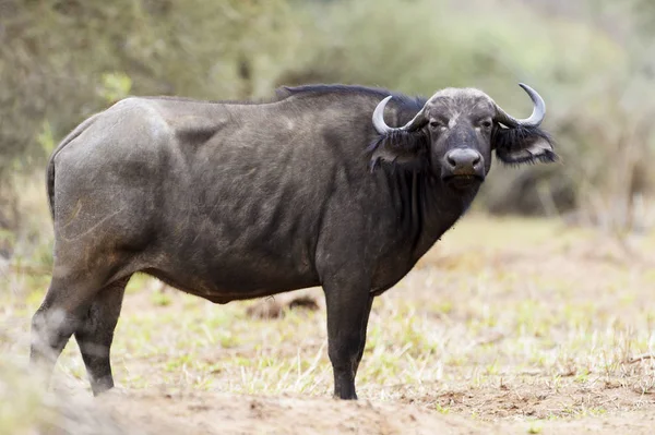 African Buffalo Syncerus Catter Catter Kruger National Park South Afric — Stock Photo, Image