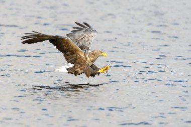 Beyaz kuyruklu Deniz Kartalı (Haliaeetus albicilla) balık yakalar. Norveç