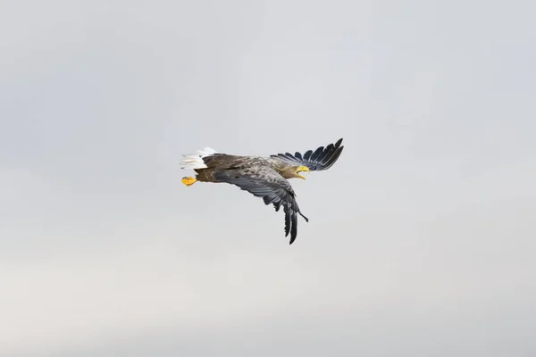 Águia Cauda Branca Haliaeetus Albicilla Voando Gritando Noruega — Fotografia de Stock