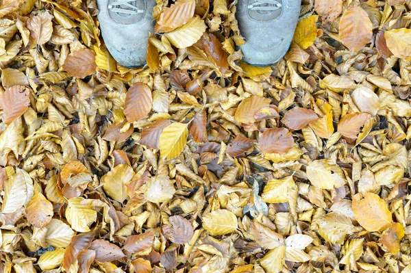 Hikers Shoes Carpet Fallen Autumn Leaves Haute Savoie France — Stock Photo, Image