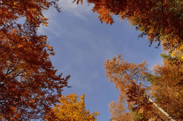 Trees Autumn Colors Blue Sky French Alps — Stock Photo, Image