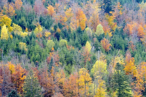 Forest Mountain Slope Fall Colors Autumn French Alps — Stock Photo, Image