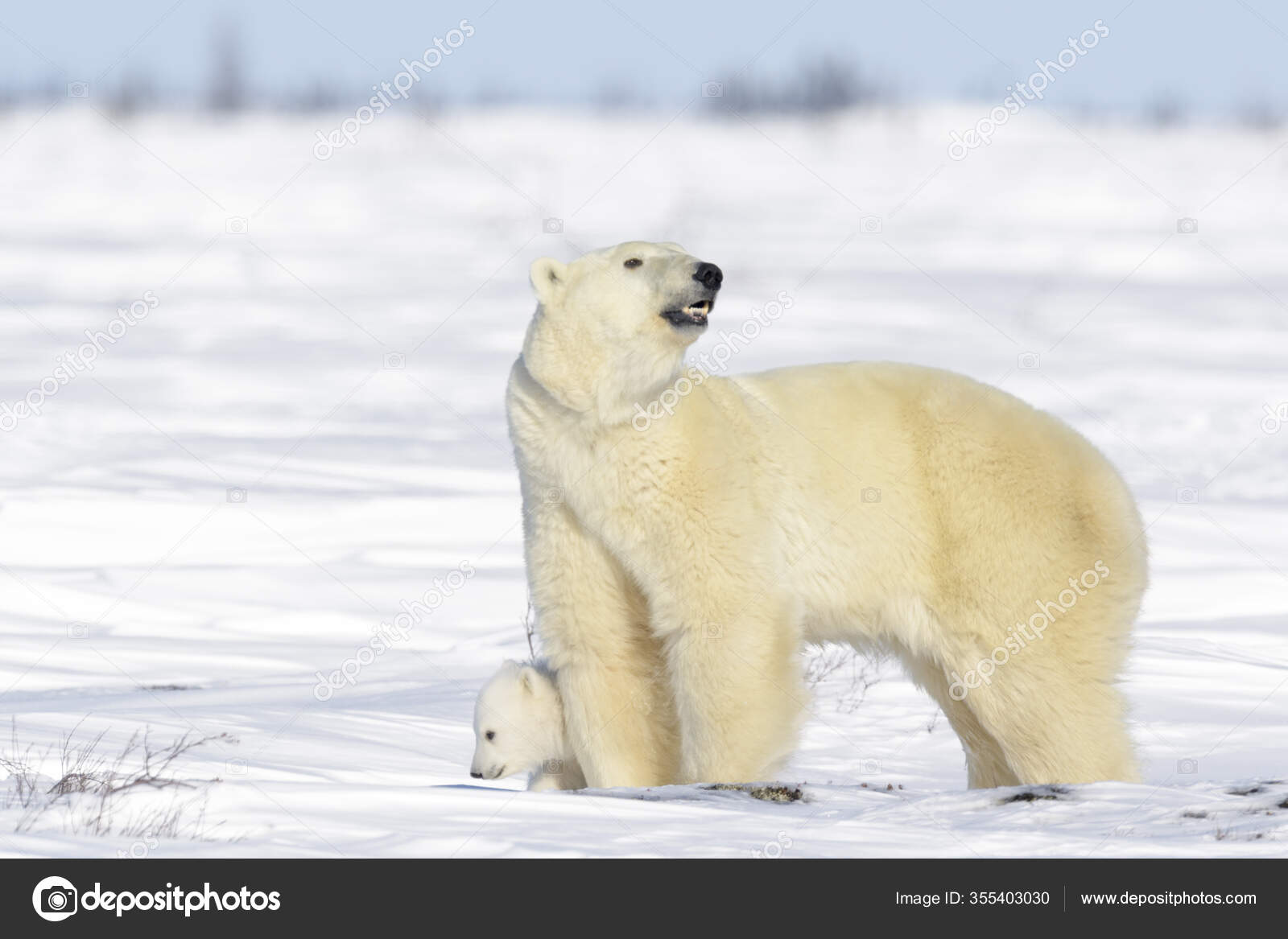 Mère Ours Polaire Ursus Maritimus Avec Petit Nouveau ...