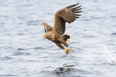 Beyaz kuyruklu Deniz Kartalı (Haliaeetus albicilla) balık yakalar. Norveç