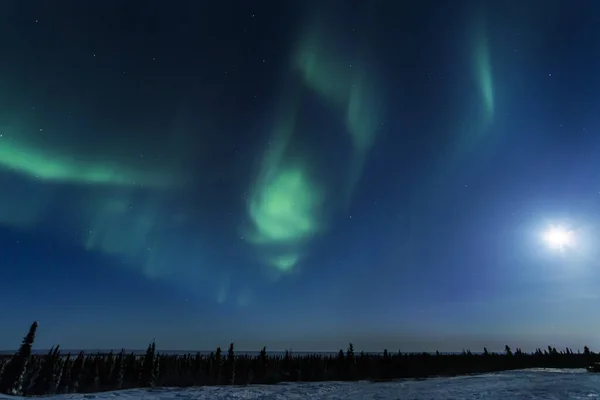 Nachthimmel Beleuchtet Mit Polarlichtern Nordlichtern Wapusk Nationalpark Manitoba Kanada — Stockfoto