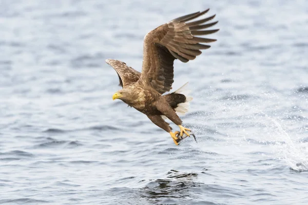 Белохвостый Морской Орёл Haliaeetus Albicilla Ловит Рыбу Норвегия — стоковое фото