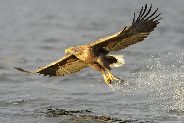 Aigle Mer Haliaeetus Albicilla Capturant Des Poissons Norvège — Photo