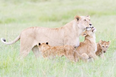 Dişi aslan (Panthera leo) yavruları selamlıyor, Masai Mara ulusal rezervi, Kenya