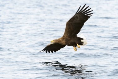 Beyaz kuyruklu Deniz Kartalı (Haliaeetus albicilla) balık yakalar. Norveç
