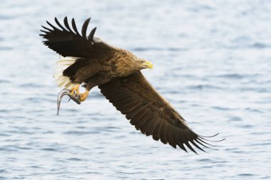 Beyaz kuyruklu Deniz Kartalı (Haliaeetus albicilla) balık yakalar. Norveç