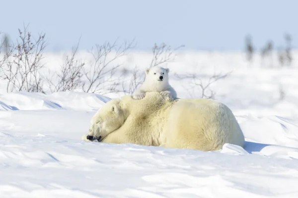 Orso Polare Madre Ursus Maritimus Sdraiato Sulla Tundra Con Neonato — Foto Stock