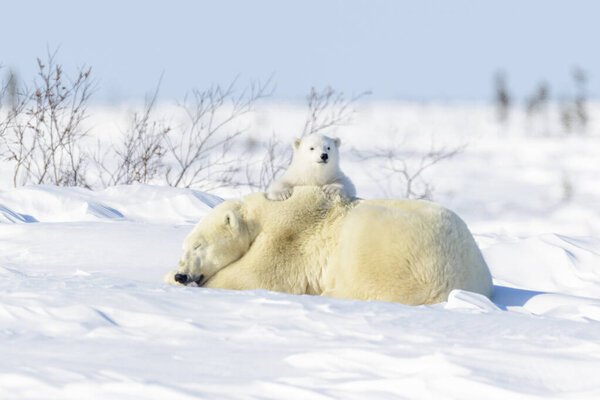 Мать белого медведя (Ursus maritimus) лежит на тундре, играет новорожденный, Национальный парк Вапуск, Манитоба, Канада
