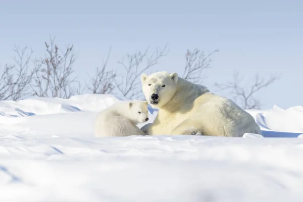 Eisbärenmutter Ursus Maritimus Mit Neugeborenem Liegen Der Tundra Wapusk National — Stockfoto