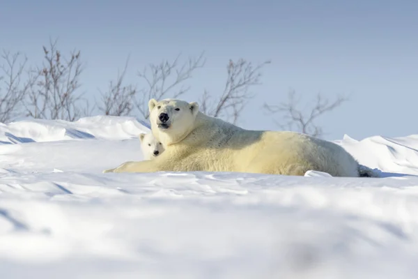 Eisbärenmutter Ursus Maritimus Mit Neugeborenem Liegen Der Tundra Wapusk Nationalpark — Stockfoto