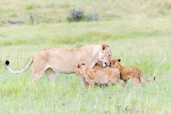 Löwin Panthera Leo Begrüßt Junge Maasai Mara Nationalreservat Kenia — Stockfoto