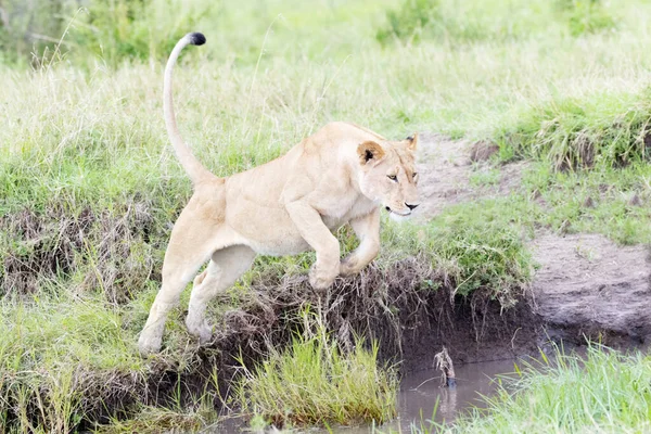 Leoa Panthera Leo Saltando Sobre Pequeno Rio Reserva Nacional Maasai — Fotografia de Stock
