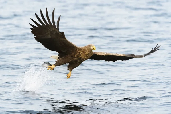 Vitstjärtad Havsörn Haliaeetus Albicilla Som Fångar Fisk Norge — Stockfoto