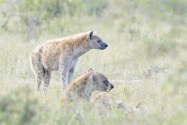 Hyaena (Crocuta crocuta), diğer sırtlanların arkasında, Kruger Ulusal Parkı, Güney Afrika 'da görüldü.,
