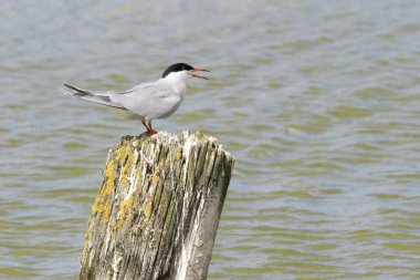 Yaygın Tern (Sterna hirundo), Kuzey Hollanda, Teksas, Hollanda 'da ayakta ve çığlık atmaktadır.