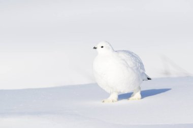 Willow Ptarmigan (Lagopus lagopus), kar, Churchill, Manitoba, Kanada