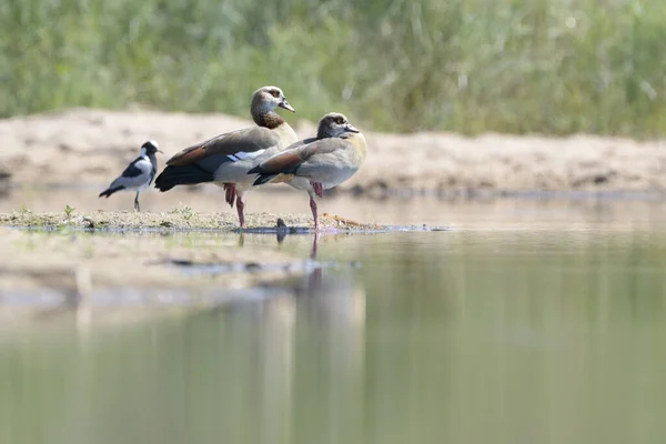 Ganso Egipcio Alopochen Aegyptiaca Orilla Del Río Parque Nacional Kruger —  Fotos de Stock