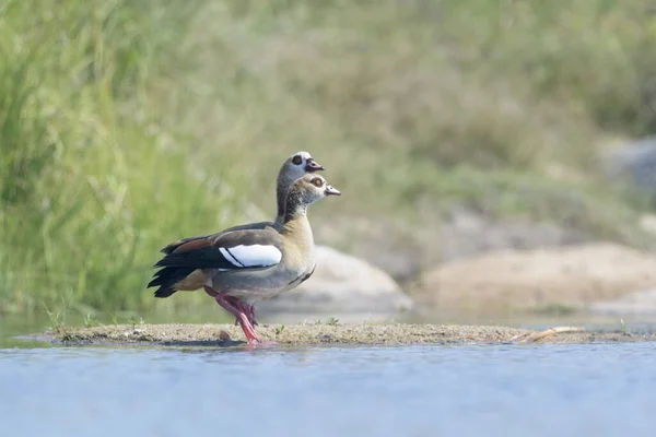 Egyptisk Gås Alopochen Aegyptiaca Vid Flodkanten Kruger National Park Sydafrika — Stockfoto