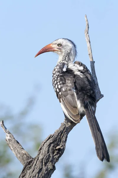 Southern Red Billed Hornbill Tockus Erythrorhynchus Sitting Tree Stump Blue — Stock Photo, Image